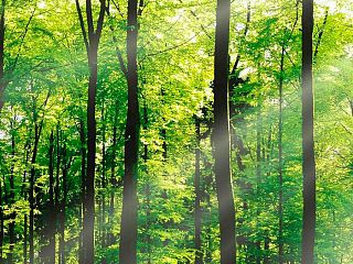 Лес 85-0017/Standard