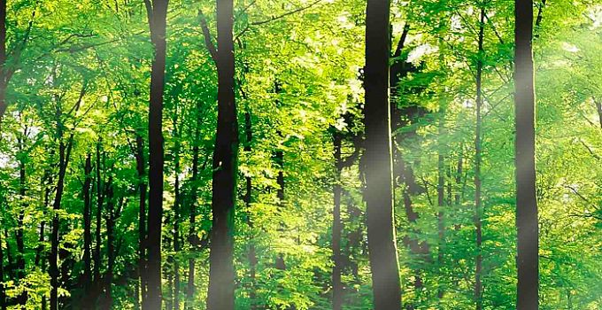 Лес 85-0017/Standard