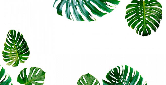 Монстера зеленая 84-0007/Light