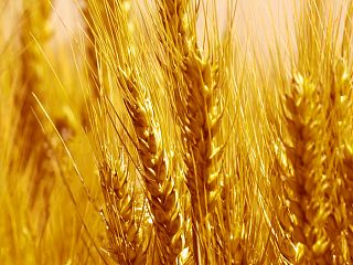 Золотой колос 85-0018/Standard