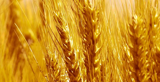 Золотой колос 85-0018/Standard