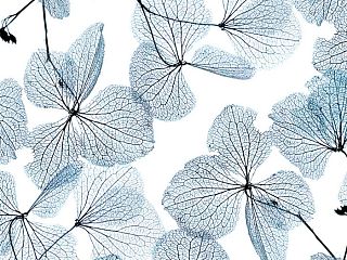 Гербарий 84-0009/Light