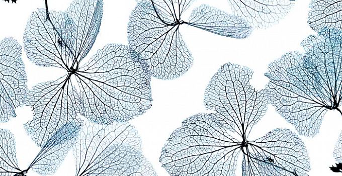 Гербарий 84-0009/Light