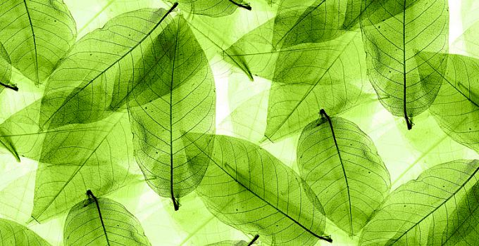 Листья зеленые 85-0010/Standard