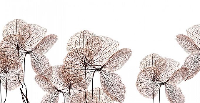 Клевер 84-0006/Light