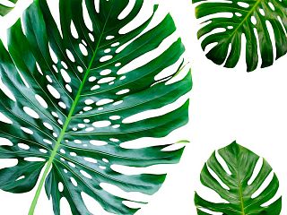 Монстера зеленая 84-0007/Light