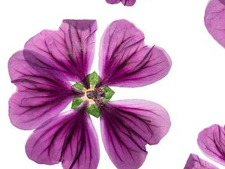 Лаватера 84-0003/Light