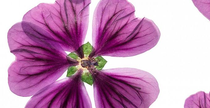 Лаватера 84-0003/Light