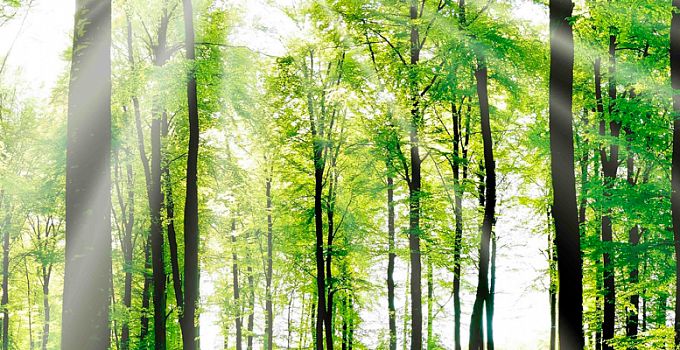 Лес 85-0017/Standard