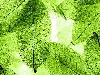 Листья зеленые 85-0010/Standard