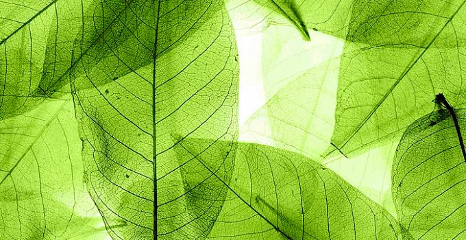 Листья зеленые 85-0010/Standard