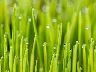 Роса 85-0015/Standard