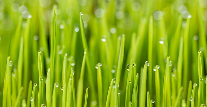 Роса 85-0015/Standard