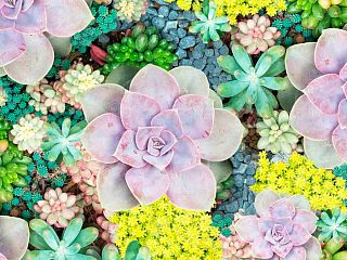 Краски лета 85-0003/Standard