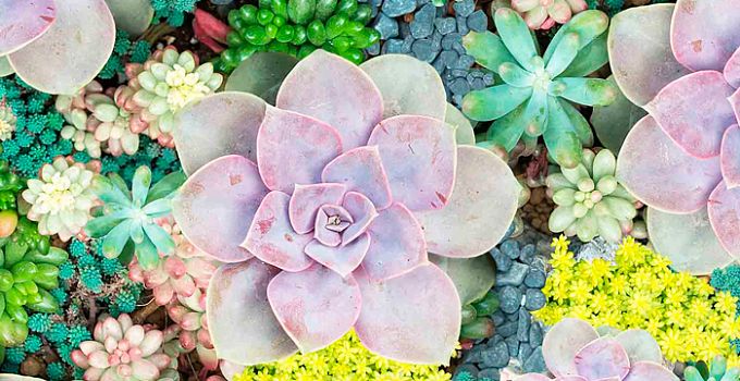 Краски лета 85-0003/Standard