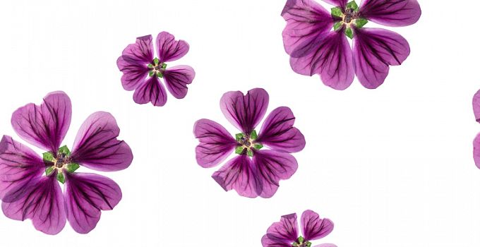 Лаватера 84-0003/Light