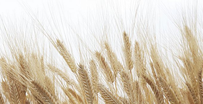 Колос 84-0015/Light