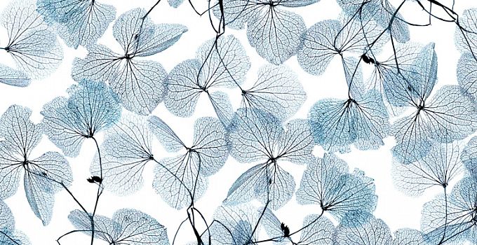 Гербарий 84-0009/Light