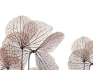 Клевер 84-0006/Light