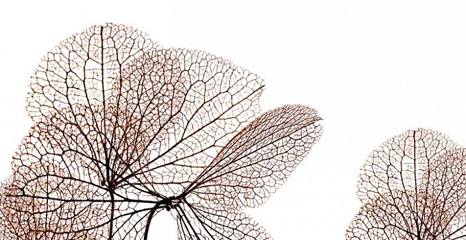 Клевер 84-0006/Light