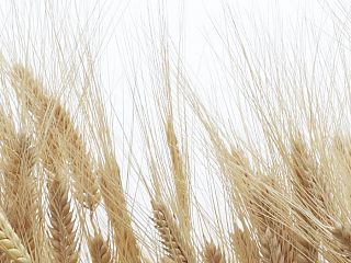 Колос 84-0015/Light