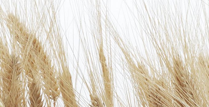 Колос 84-0015/Light