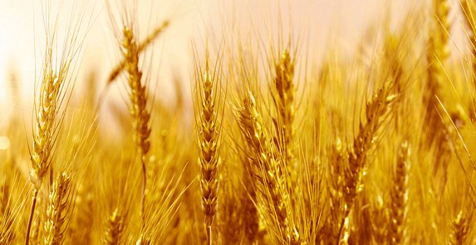 Золотой колос 85-0018/Standard